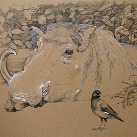 Картинки из зоопарка