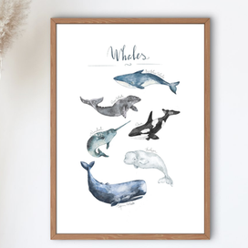 Постер Киты 