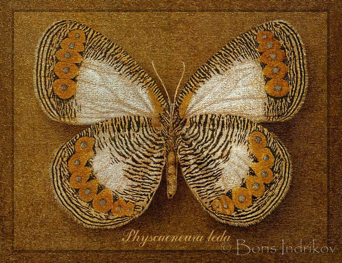 Symbol butterfly 13