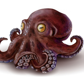 Octopus