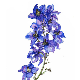 дельфиниум