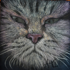 Уличный кот Мурзик