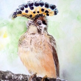 Амазонский венценосный мухоед