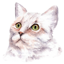 домашняя кошка