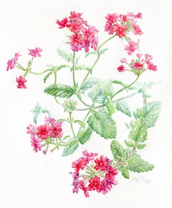 Вербена ампельная