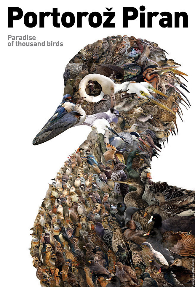 Рай ты­сячи птиц