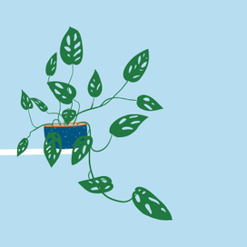 Домашнее растение