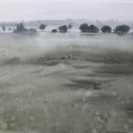 Белые аисты