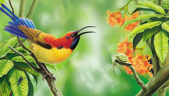 Нектарница