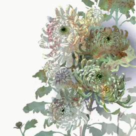 Хризантемы