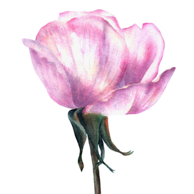 Нежность розы