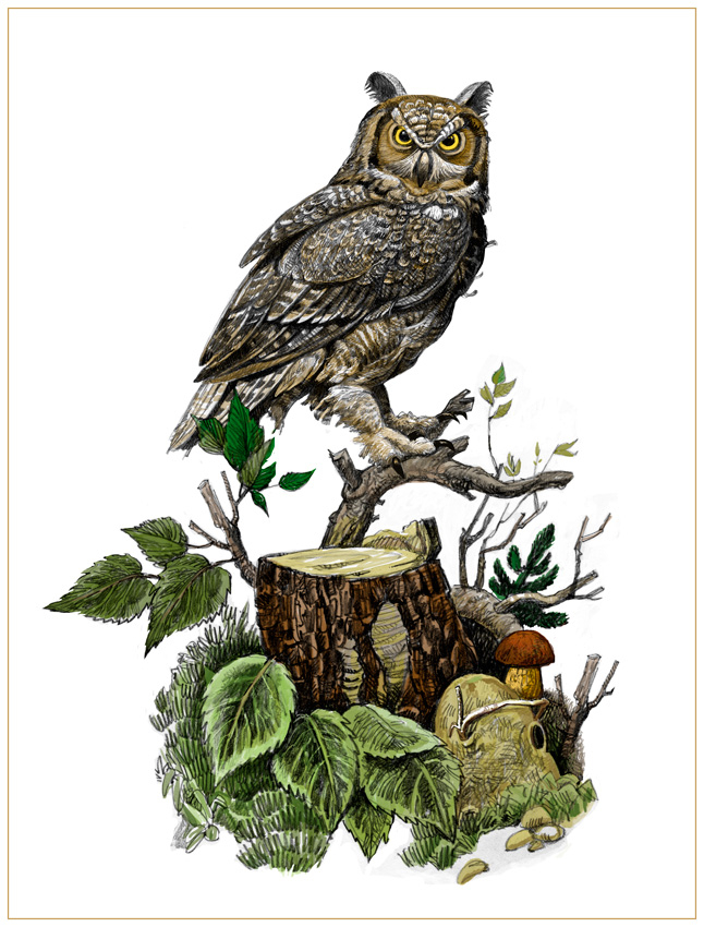 Филин-ушастый