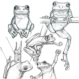 Frogs