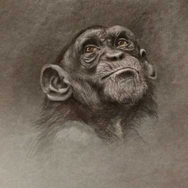 Серия 3 "Обезьяны" 001