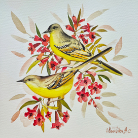 Желтые трясогузки