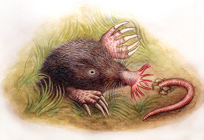 Звездонос Митрофан