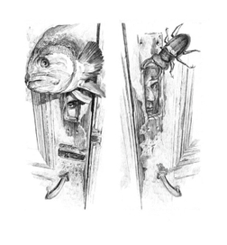 шмуцтитул с оборотом"Человек амфибия"