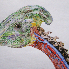 Палеоанатомия