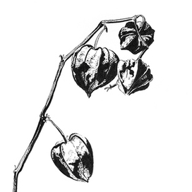 Nature Study. Physalis 1