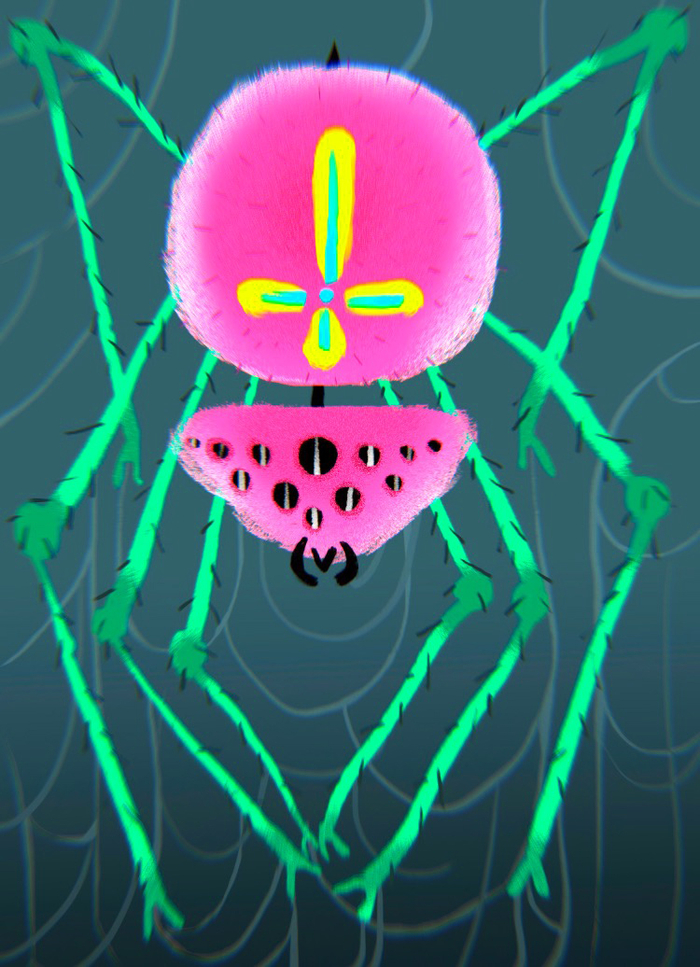 Spider