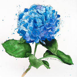 Голубая гербера