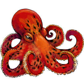 octopus