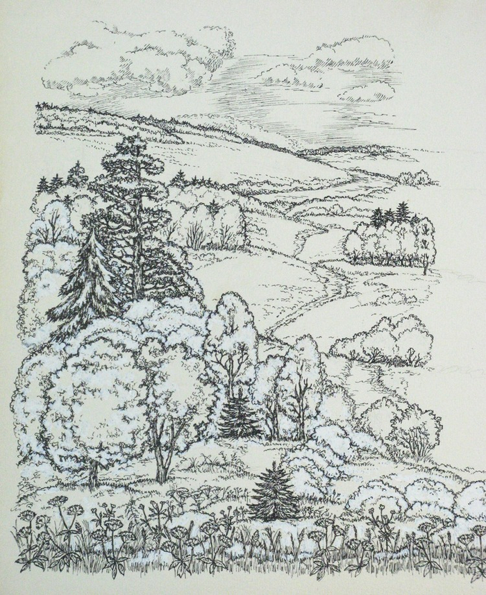 и снова лес!