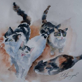 Черногорские коты