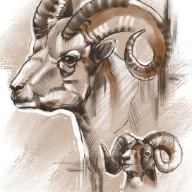 Скетч. Дикие козлы