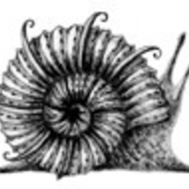 морской житель