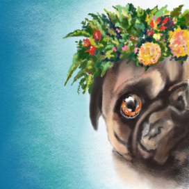 Мопс весенний