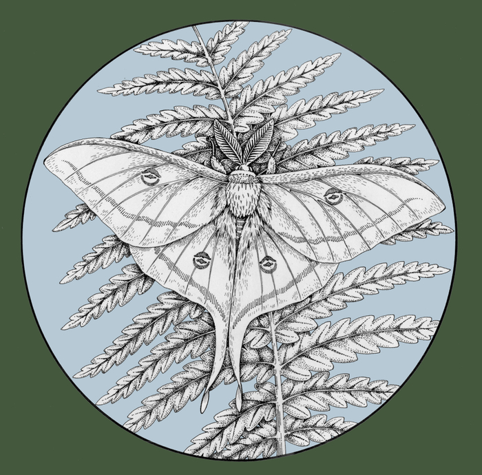 Павлиноглазка Артемида. Красная Книга СССР.