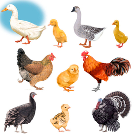 Домашние птицы