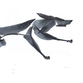 собака породы  выжла