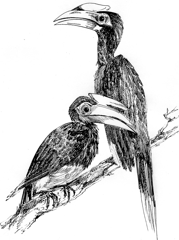 Птицы для энциклопедии 