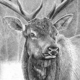 Иллюстрация к рассказу Э.Сетона-Томпсона  "По следам Оленя"