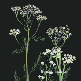 Полевые цветы