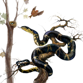 Амурский полоз (Elaphe schrencki) 