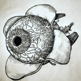 Анатомия глаза