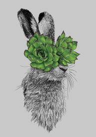 Капустный заяц