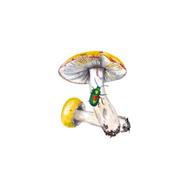 Russula mushrooms and bronze beetle