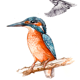 Зимородок (для иллюстраторского агентства KONTORA)