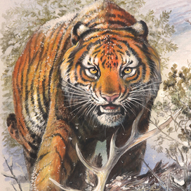 Тигр...