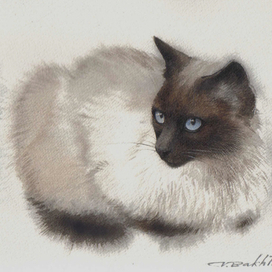 Юная сиамистка