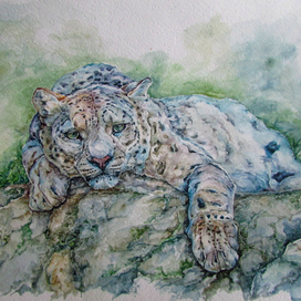 Snow leopard