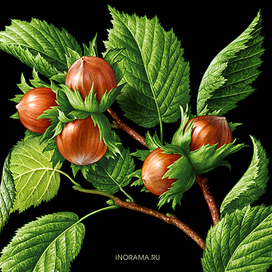 Иллюстрация для шоколада ЯR.