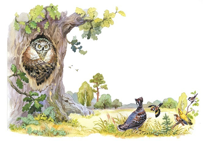 Старый филин