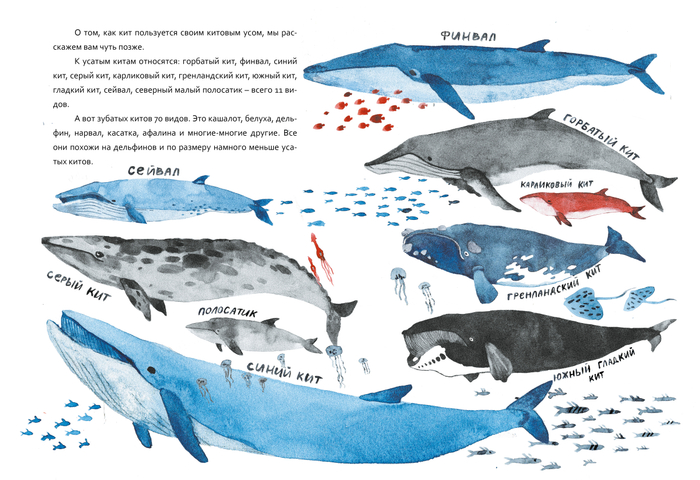 Усатые киты