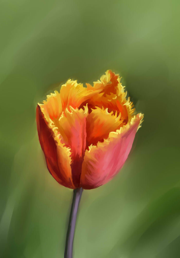 Махровый тюльпан