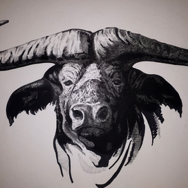 buffalo
